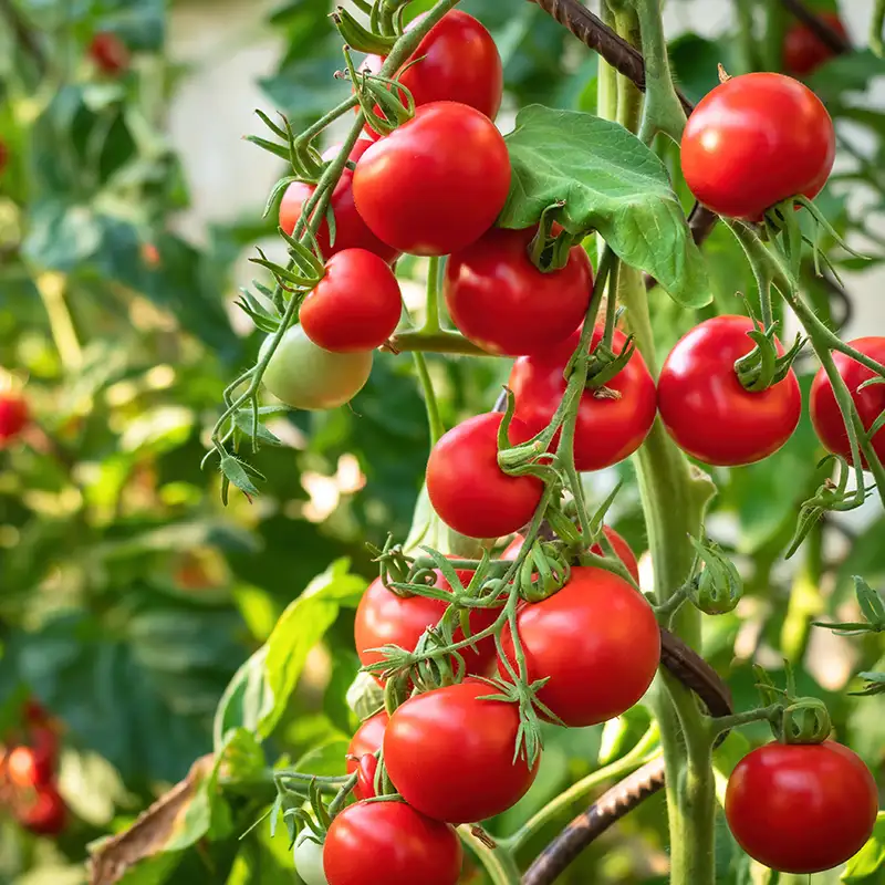 Farm Produce